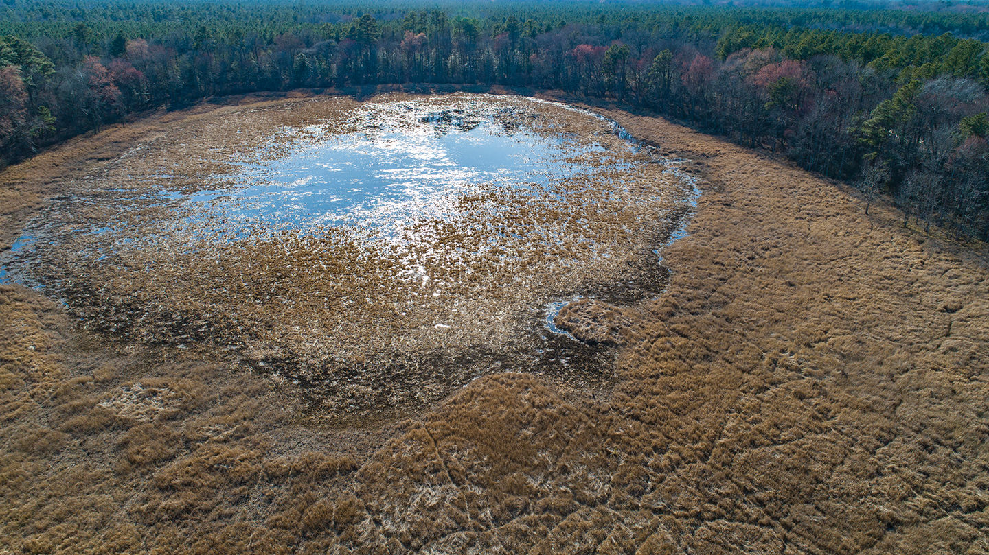 Dorchester Pond, a 'Delmarva bay'